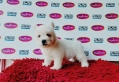 West Highland White Terrier (Male)