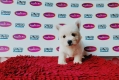 West Highland White Terrier (Male)