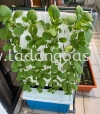 Hydroponics Hydroponics