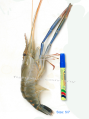 Freshwater Prawn (Scampi)