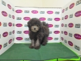 Toy Poodle - Silver Phantom (Female)