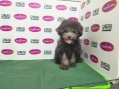 Toy Poodle - Silver Phantom (Female)