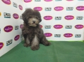 Toy Poodle - Silver Phantom (Female)