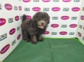 Toy Poodle - Silver Phantom (Female)