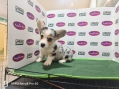 Pembroke Welsh Corgi - Grey Merle (Female)