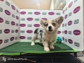 Pembroke Welsh Corgi - Grey Merle (Female)