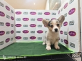 Pembroke Welsh Corgi - Grey Merle (Female)