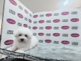 Champion Lineage Bichon Frise (Female)