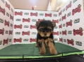 Champion Lineage Yorkshire Terrier (Male)