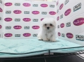 Champion Lineage Maltese (Female)