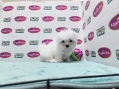 Champion Lineage Maltese (Female)