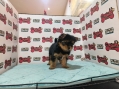 Champion Lineage Yorkshire Terrier (Male)