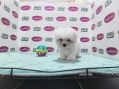 Champion Lineage Maltese (Female)