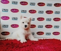 West Highland White Terrier (Female)