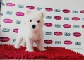 West Highland White Terrier (Female)