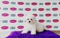 Champion Lineage Bichon Frise (Female)