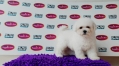 Champion Lineage Bichon Frise (Female)