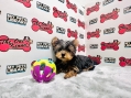 Yorkshire Terrier (Female)