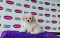 Tiny Poodle - White (Male)