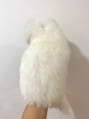 Taiwan Imported Bichon Frise (Male)