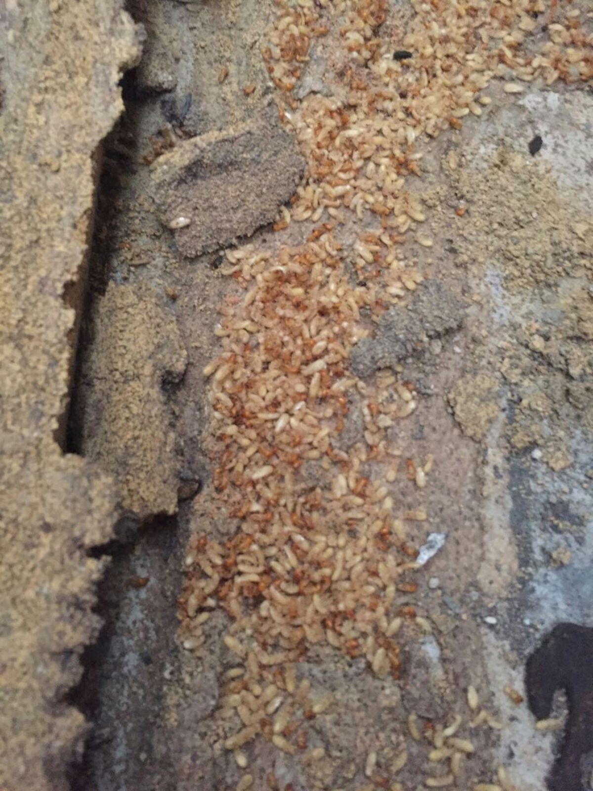 Free Survey Termite Control 