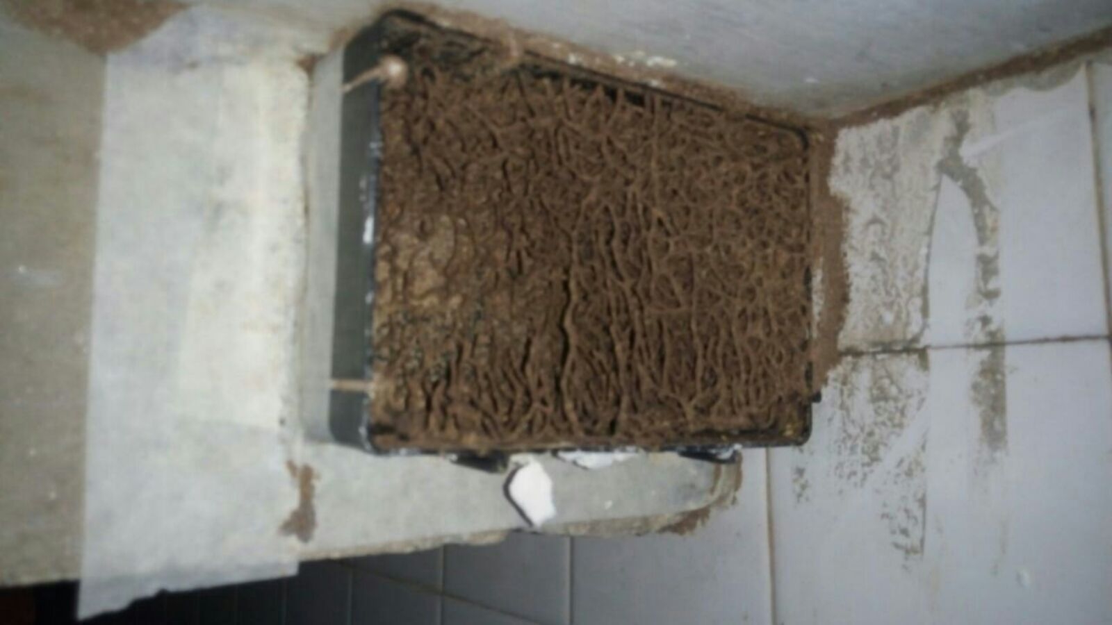 Termite Control Selangor 