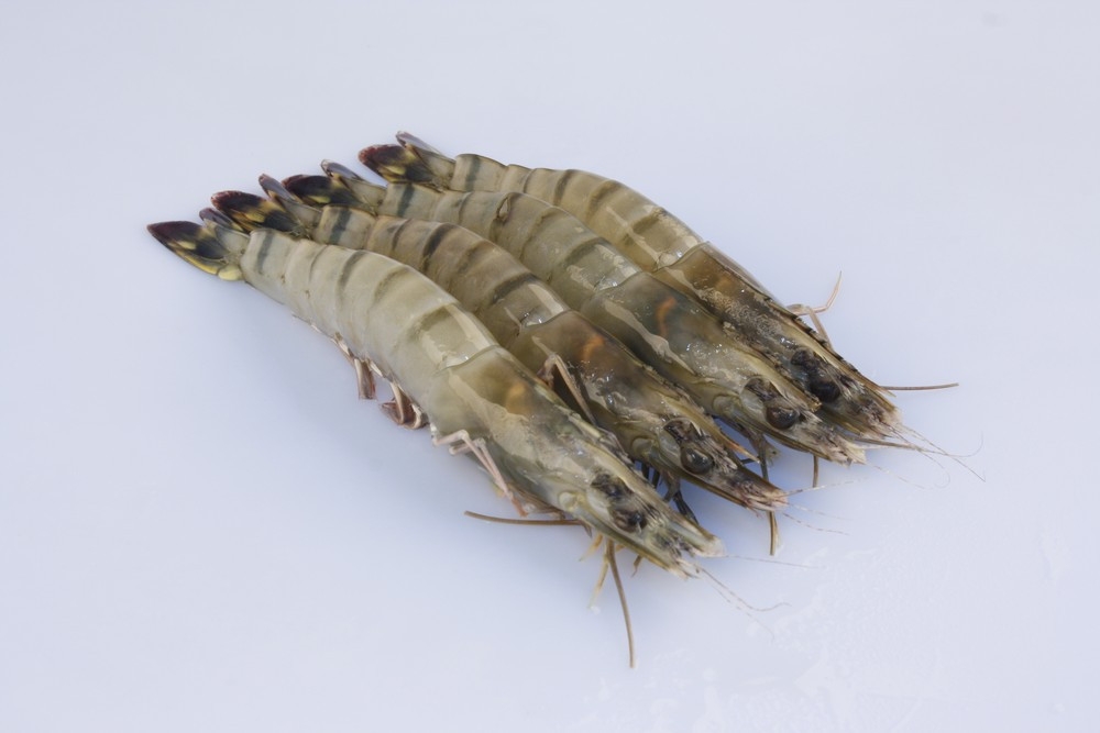 Black Tiger Prawn (Head-On-Shell-On)