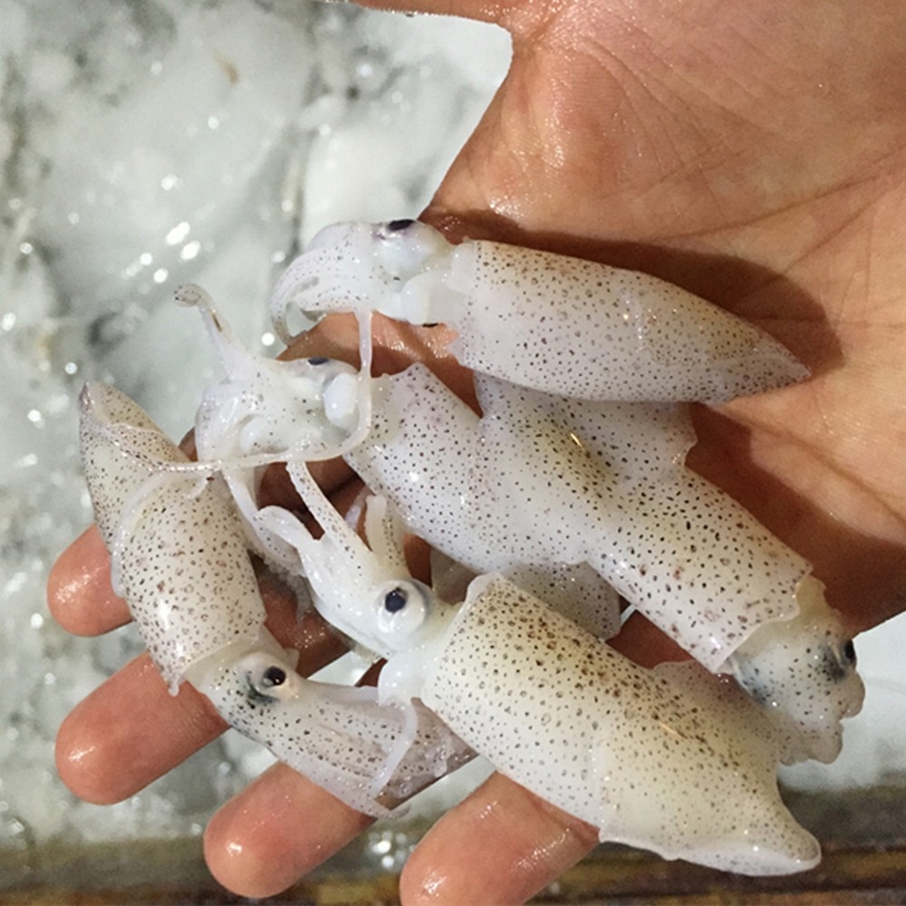 Baby Squid