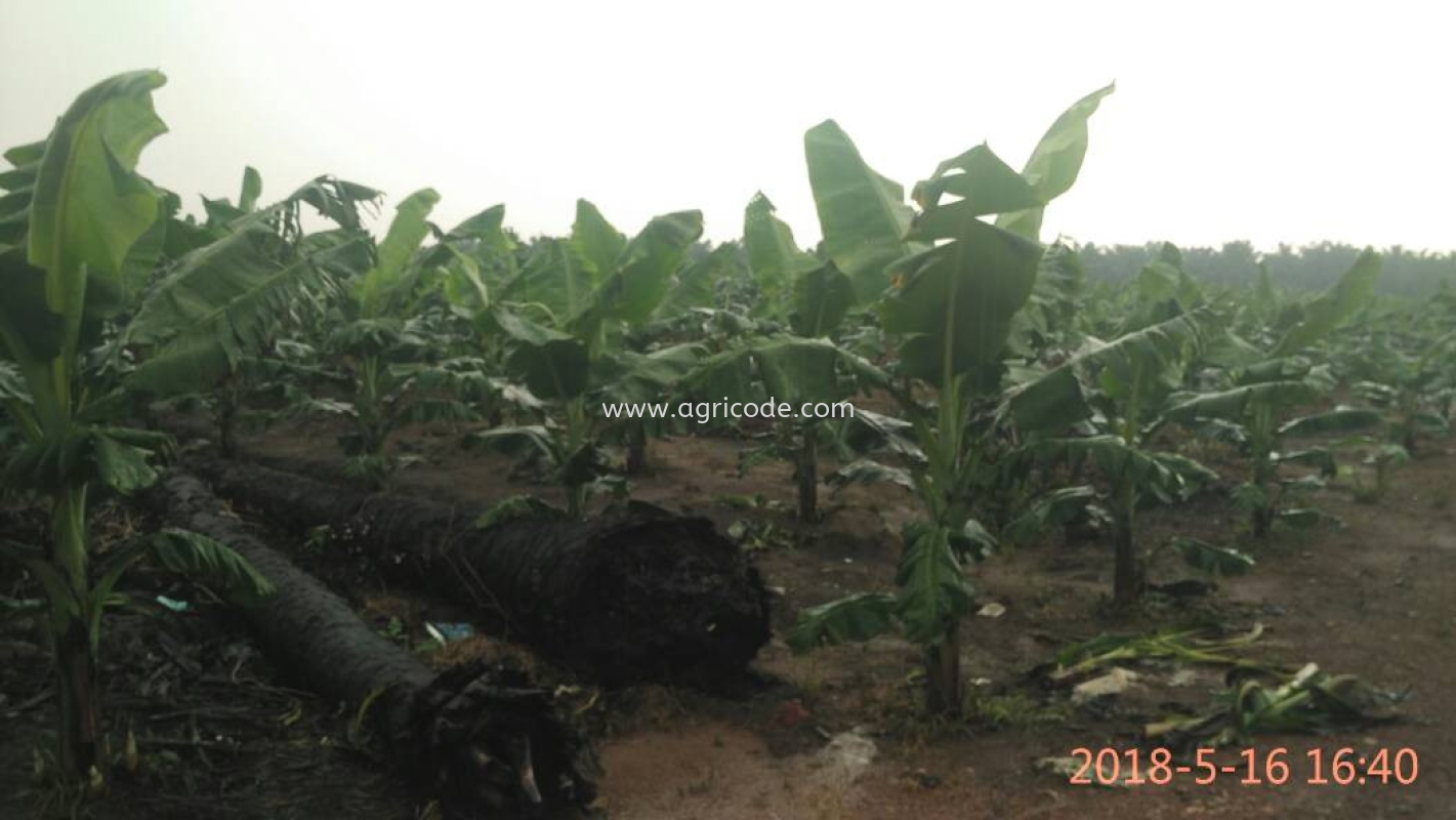 Kebun Pisang Pontian Johor Bahru Jb Johor Supplier Suppliers Supply Supplies Agricode Green Sdn Bhd