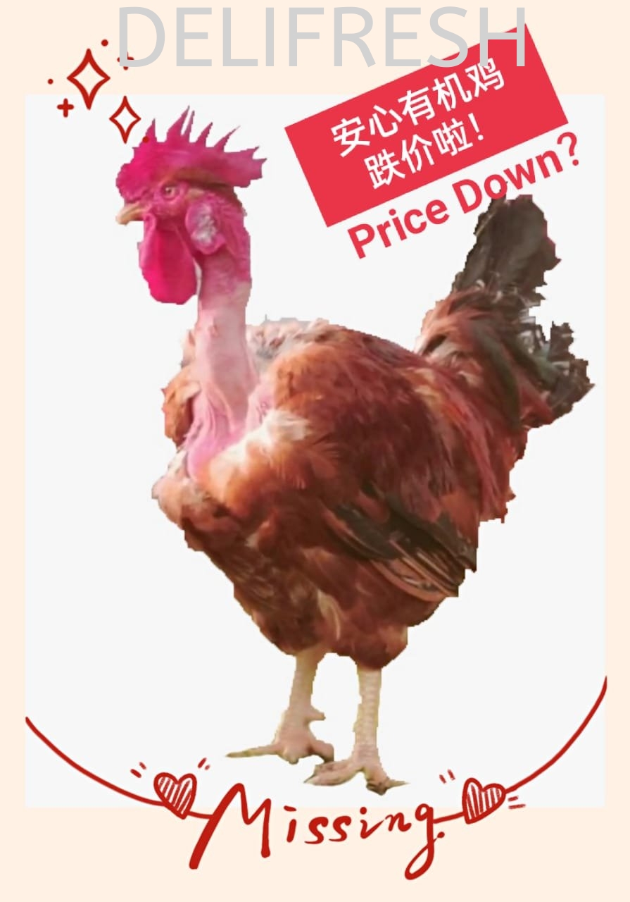 Anxin Organic Chicken Price Down!