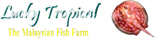 LUCKY TROPICAL FISH FARM's logo