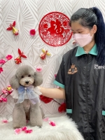 Pets Icon Grooming Academy