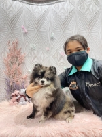 Pets Icon Grooming Academy