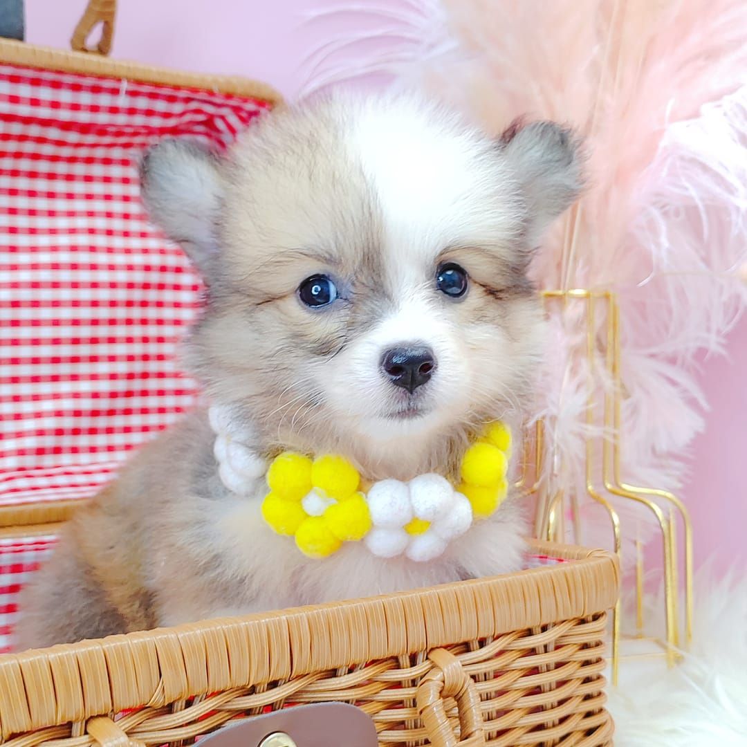 Welsh Corgi 柯基