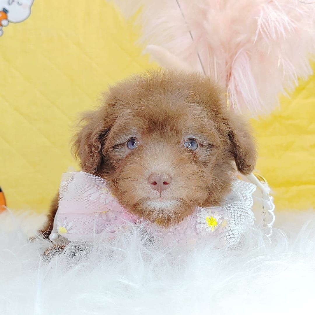 Poodle 娉拌开璐靛