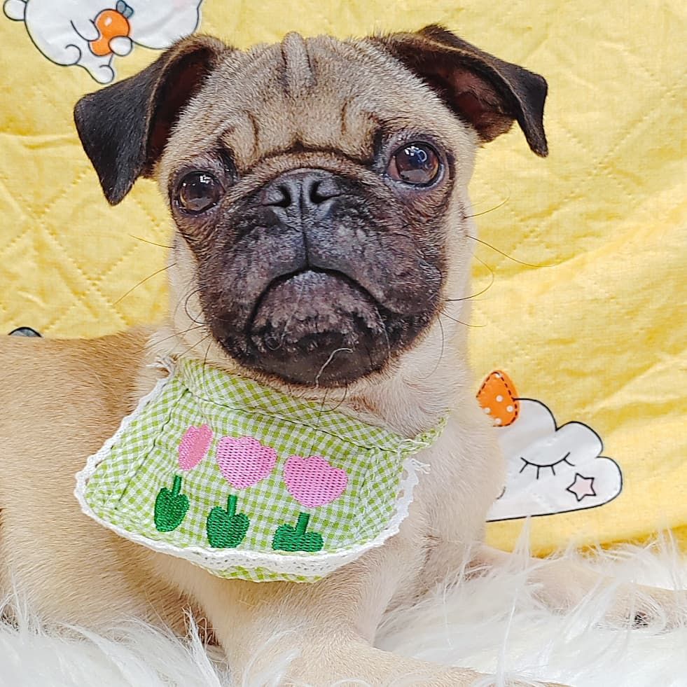 Pug 巴哥