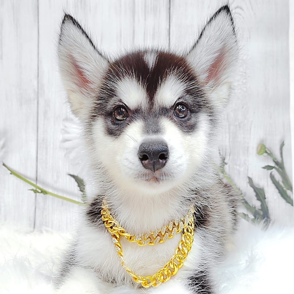 Alaskan Husky 阿拉斯加哈士奇