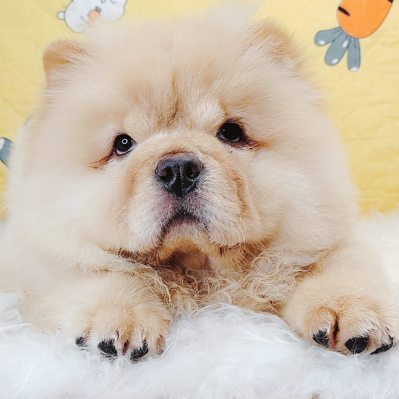 Chow Chow 松狮犬