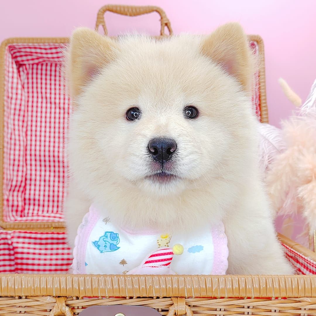 Chow Chow 松狮犬