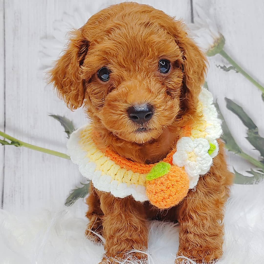 Poodle 娉拌开璐靛