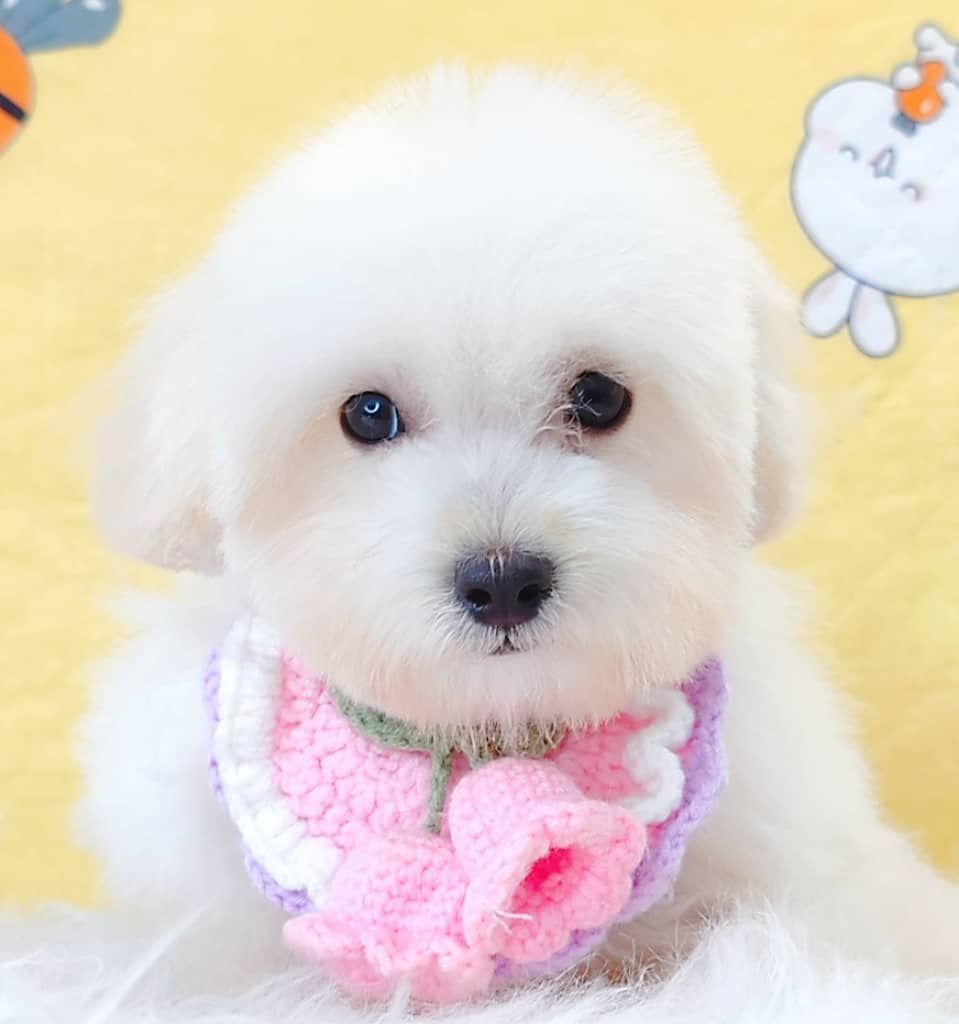 Maltipoo 马尔泰迪