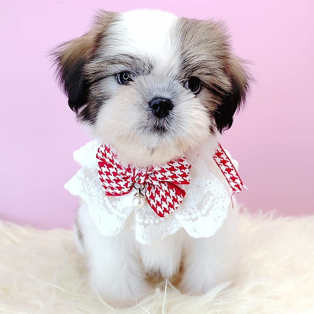Shih Tzu 西施
