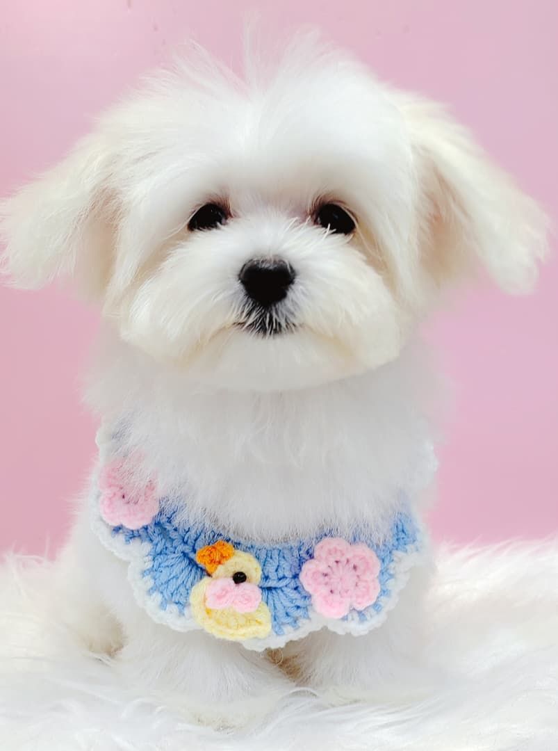 Maltese 马尔济斯