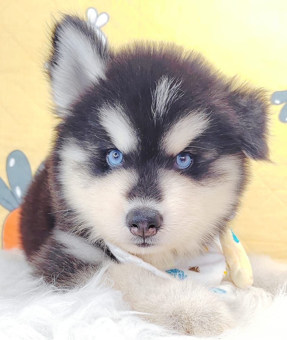 Wooly Alaskan