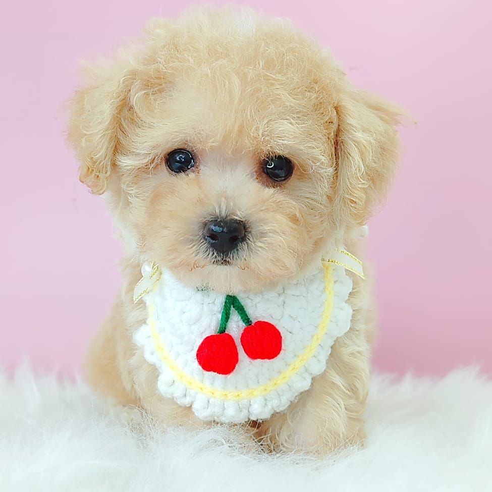 Poodle 娉拌开璐靛