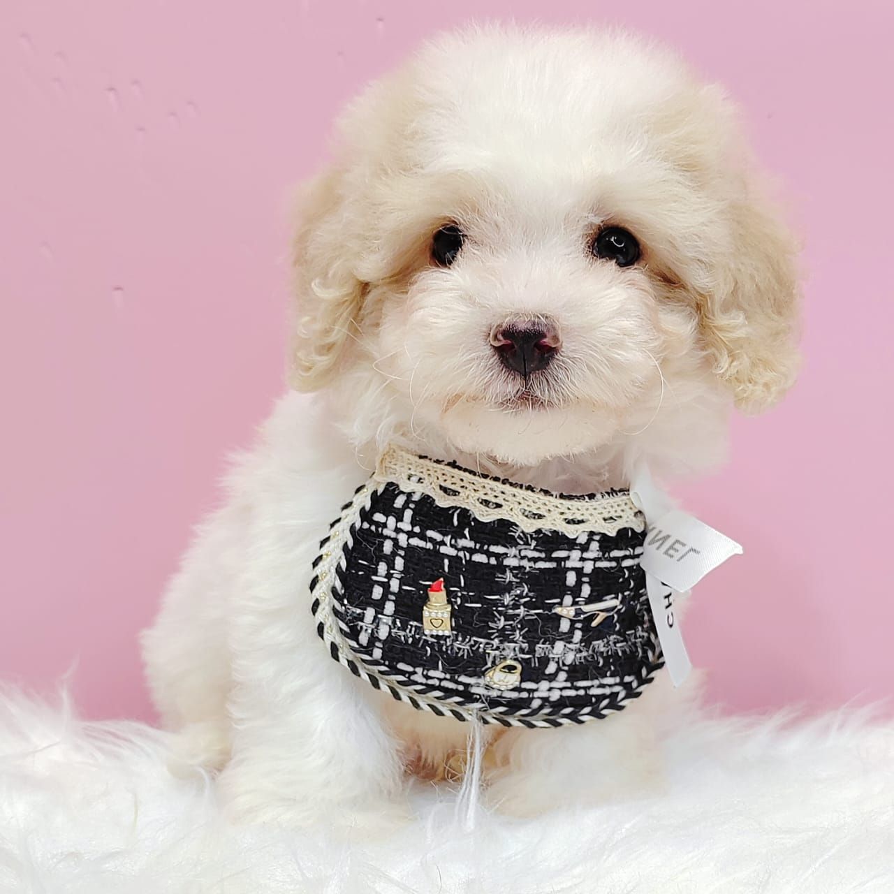 Maltipoo 马尔泰迪
