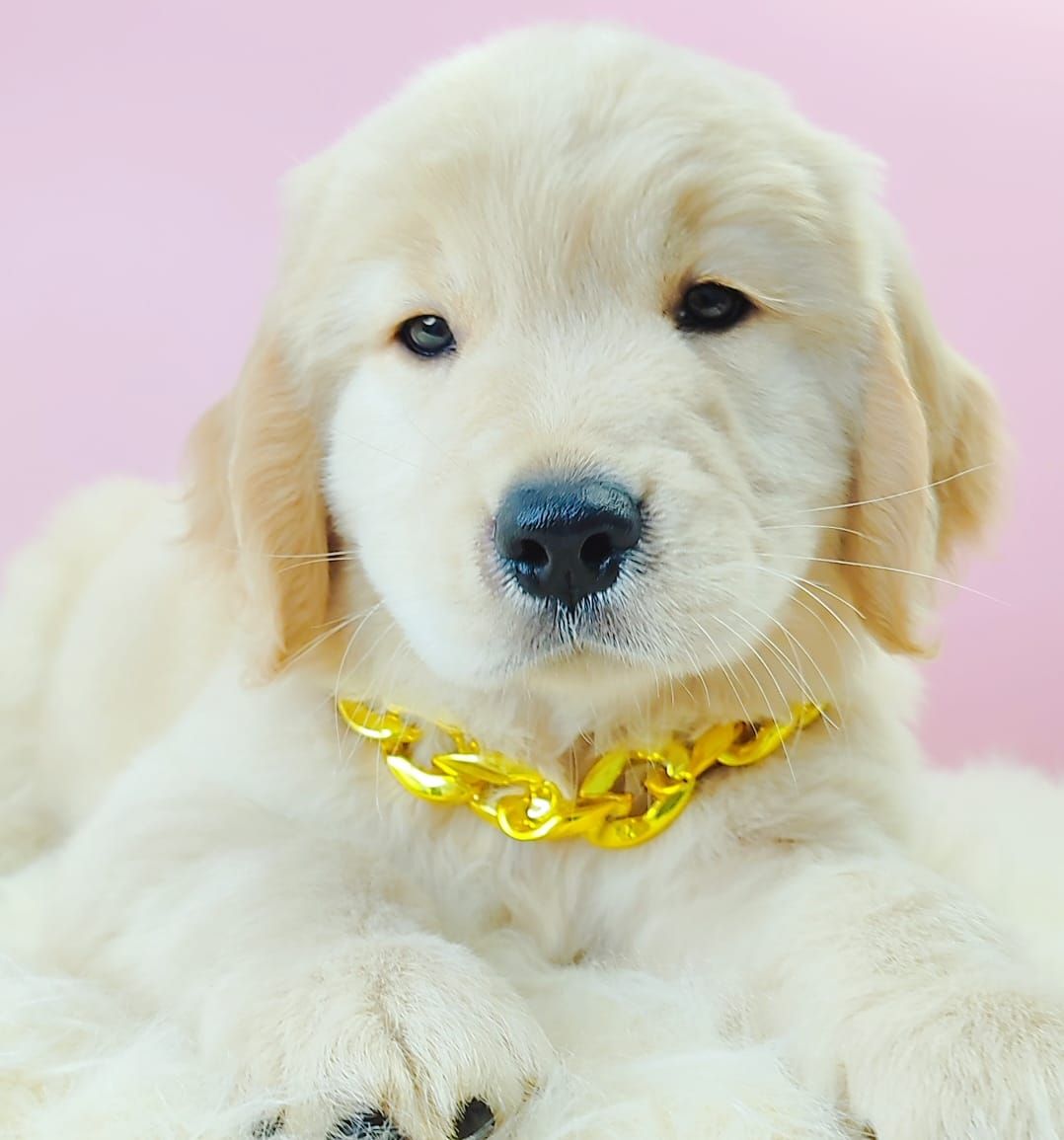Golden Retriever 黄金猎犬