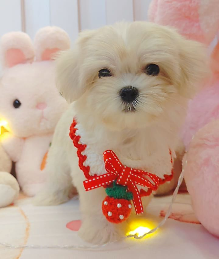 Maltese 马尔济斯