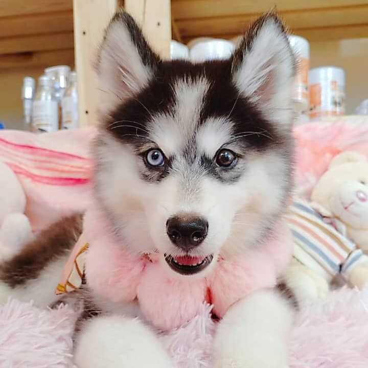 Wooly Husky 哈士奇