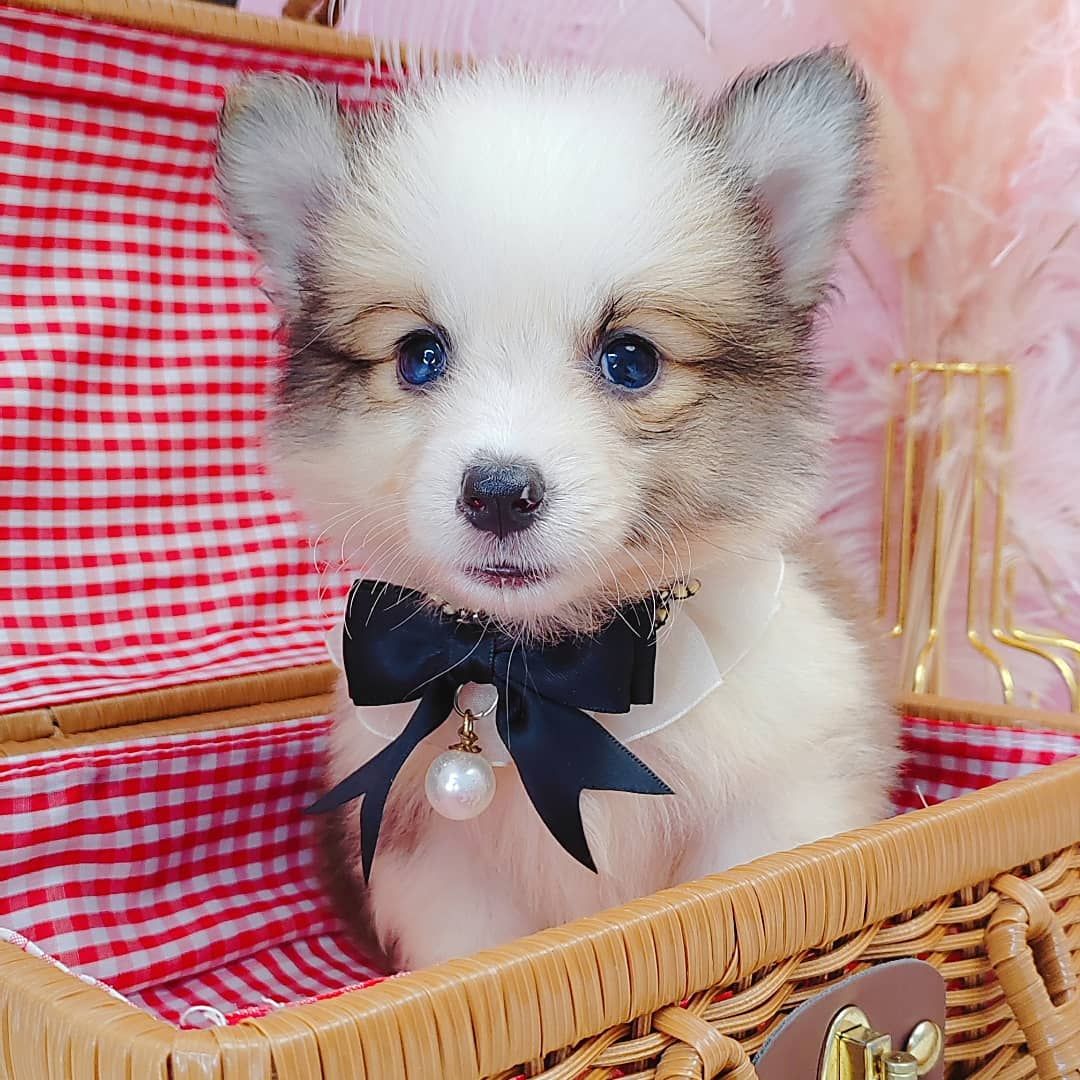 Welsh Corgi 柯基